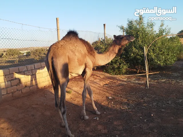 بكرة للبيع
