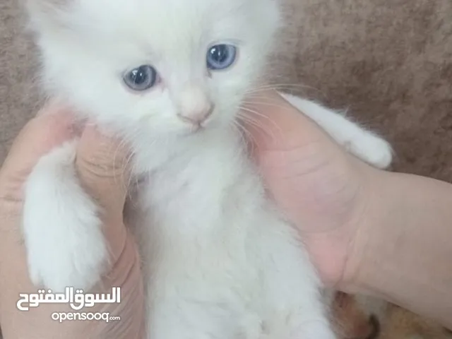 قطط هملايا كتن للبيع