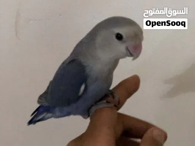 عصفور او ببغه للبيع مروض ترويض تام وخش زيد ستفسر علا ارقم في الملاحضه