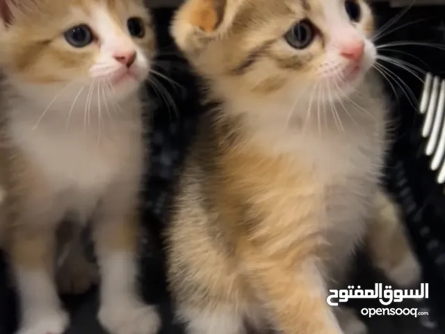قطط برتيش اناث