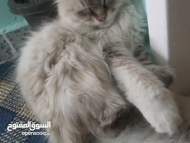 قط سيبيري انثى عمر من سنة الى سنتان