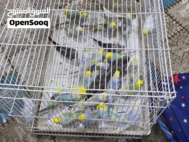 طيور حب ريمبو وبلاك الوصف