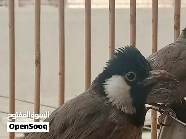 بلابل لبيع وحشي