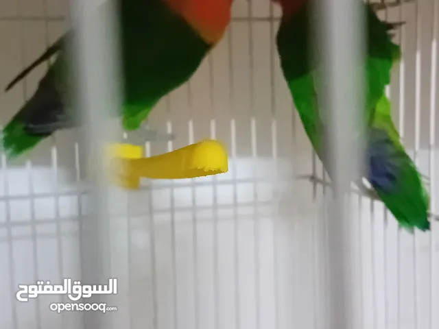 فلشر اخضر للبيع