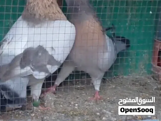 جوز رياحنه شغلات للبيع