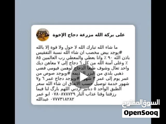 دجاج صوص بيض للبيع