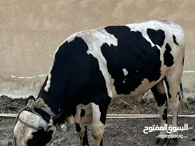 عجل هولندي