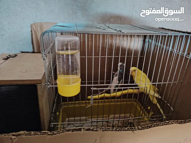 عصافير للبيع مع اقفاص