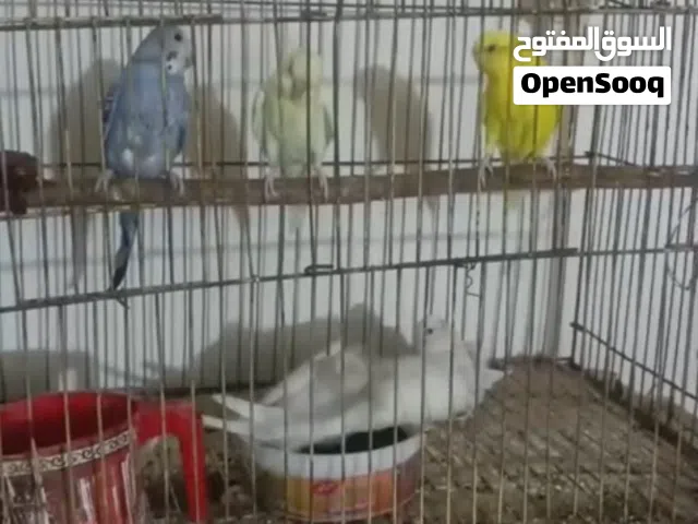 طيور حب اليفات