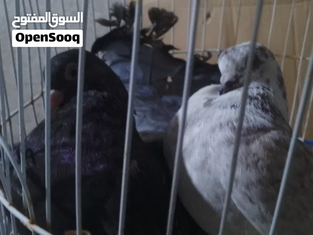 حمام وقرديل للبيع