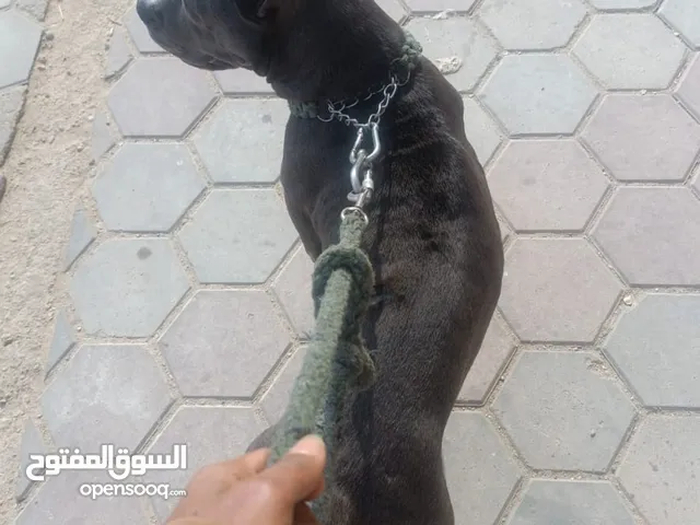 كلبه كين كورسو للبيع شراسه طاعه وامان