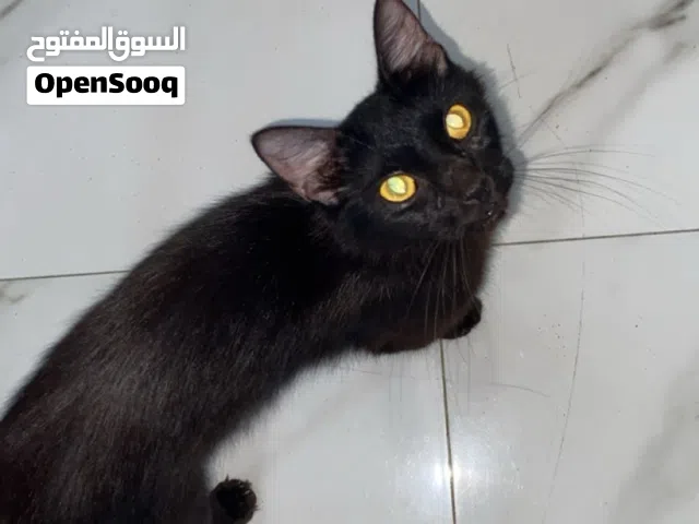 قطه شيرازيه