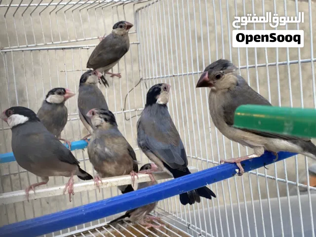 زيبرة بودا البيع جملة 60 دينار كوبيه 75 دينار