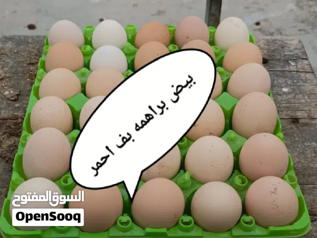 دجاج براهما