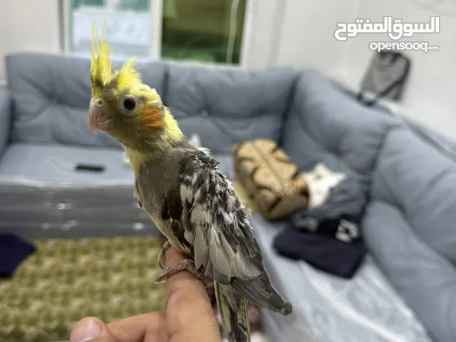 طيور كوكتيل للبيع