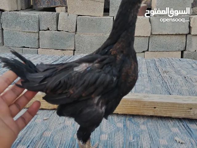 فرخ طير بورمي IQ