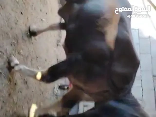 سلام عليكم شفج عمرة 3 سنوات ونص وبجر للبيع سمينة وتحلب وكتين