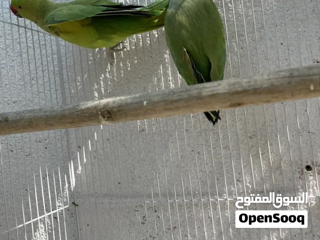 زوجين دره مع تك فحل