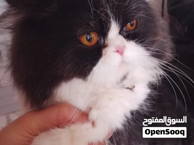 قطط سكوتش فولد للبيع