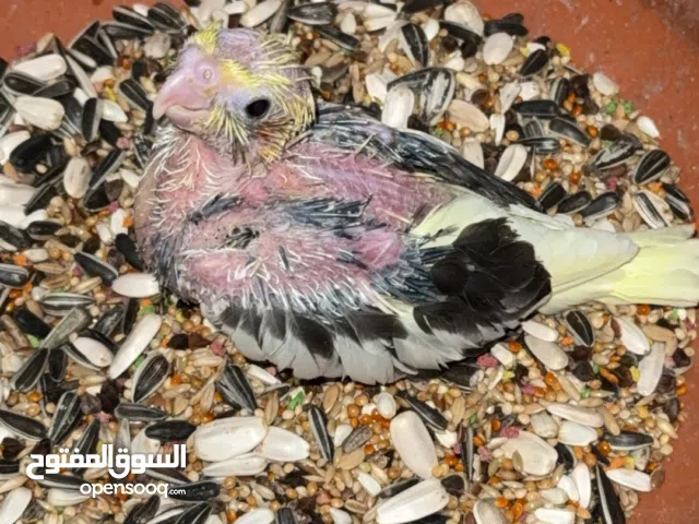 فرخ كوكتيل هفي بايد لاتينو