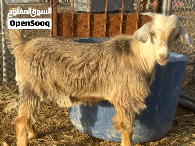 تيس سمين ماشاء الله طعيم بصحة ممتازة