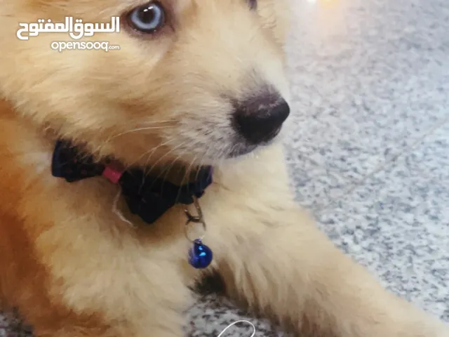 جرو عمره شهرين