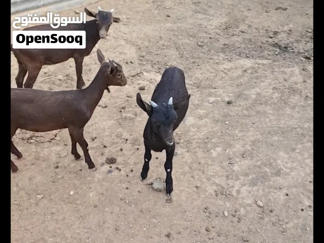 ماعز مارسيانو اسباني حلوب