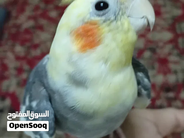 طير كروان اليف للبعي في جده