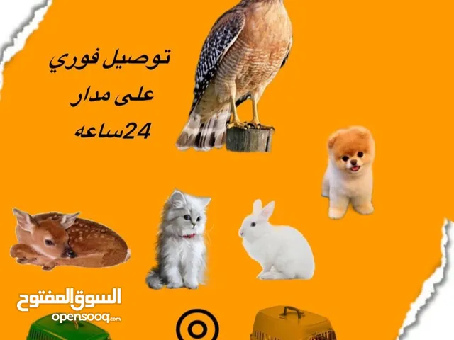 مندوب توصيل حيوانات اليفه