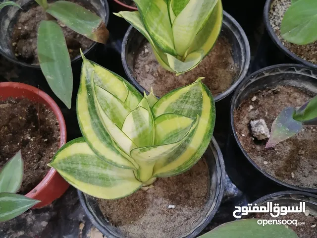 نباتات ظلية منقية للهواء بصحة جيدة سعر الوحدة بالف دينار الي يريد يراسلني على هذا البرنامج.الوصف مهم
