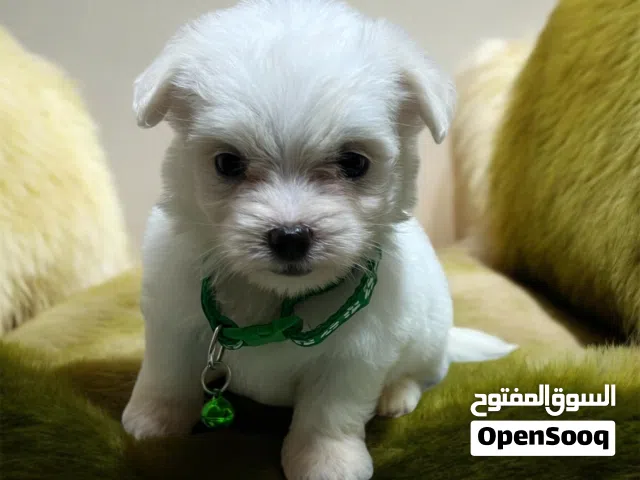 بنوته هافانيز Havanese ميني عندها 48 يوم