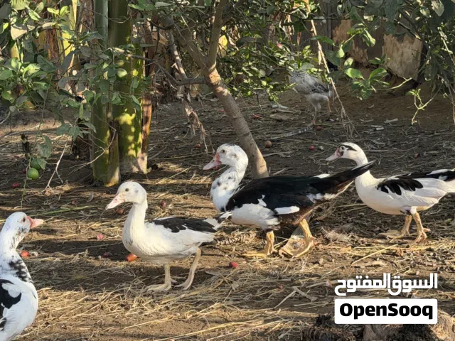 بط مصري بيور للبيع
