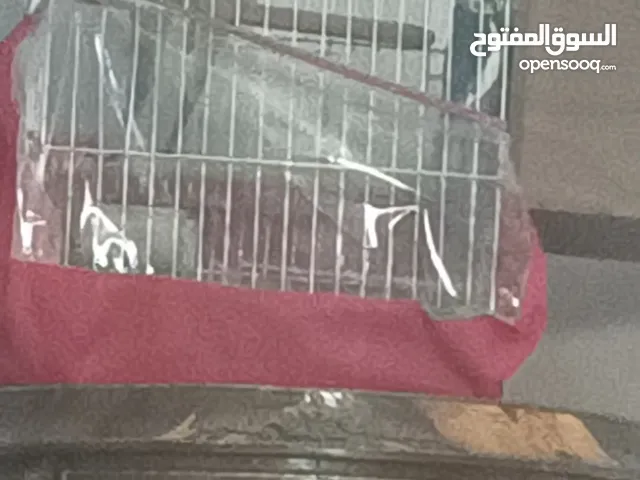 بغبغاء كوكتيل للبيع