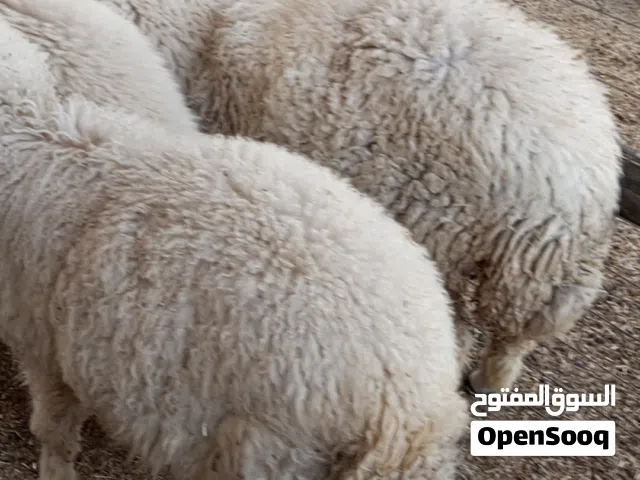 للبيع طليان اضاحي حلوات ملأت بيت سمان