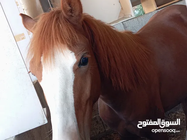 مهر للبيع بسعر ممتاز ومغري