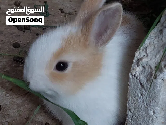 ارانب صغيرة للبيع