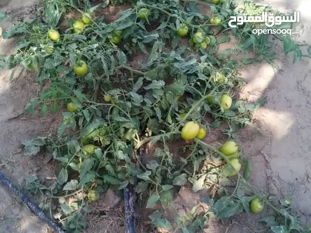 Farm Land for Sale in Hadhramaut Al Mukalla