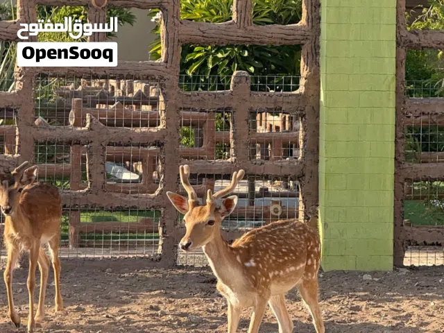 غزلان فلودير