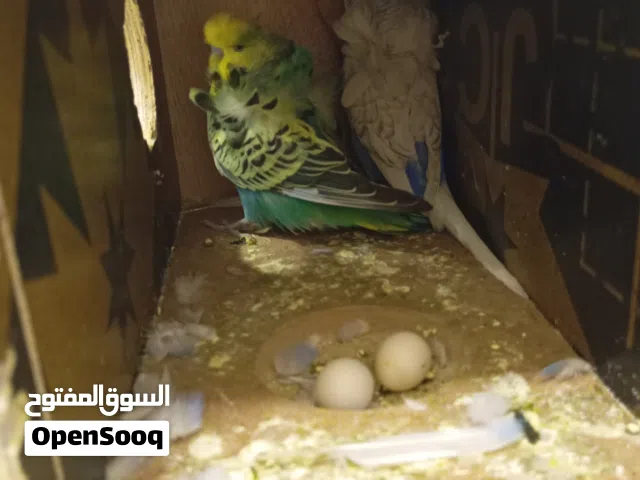 زوج هاجرمو فول الفول