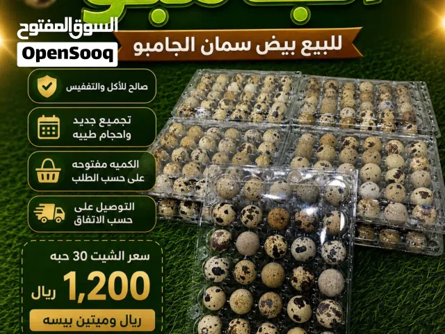 بيض سمان الجامبو