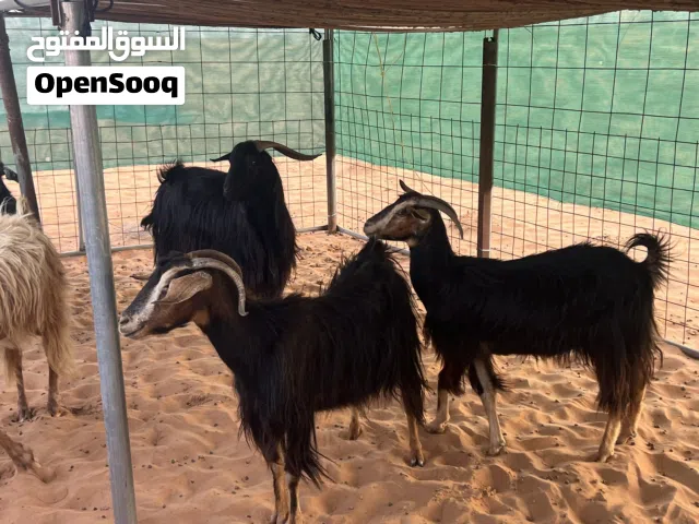 حلال رملي بيور