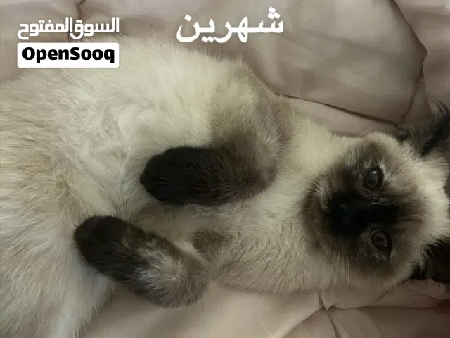 قطط شيرازي