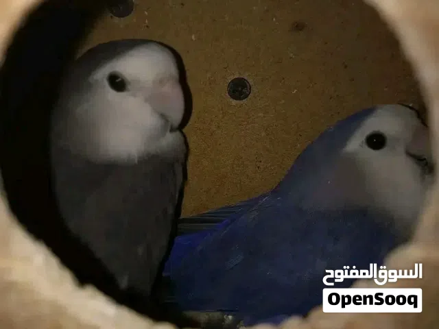 كوبيه بركديلو روز مصوقرات عندي يسخنو علي دحي كوبيه مشاءالله تبرك الرحمان عز ماتكسب أقر وصف