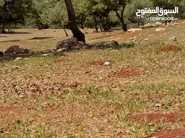 وعد دراوشه