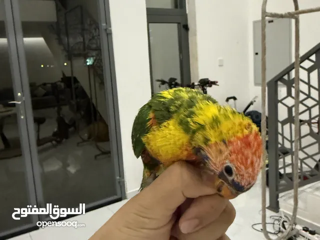 لوري بايد انتاج محلي الطير حجمه سوبر سوبر جامبو و هدد و ما فيه عض أبدا و لعوب جداً