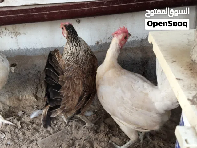 دجاج تهجين عماني فرنسي