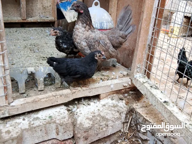 دجاج سباني