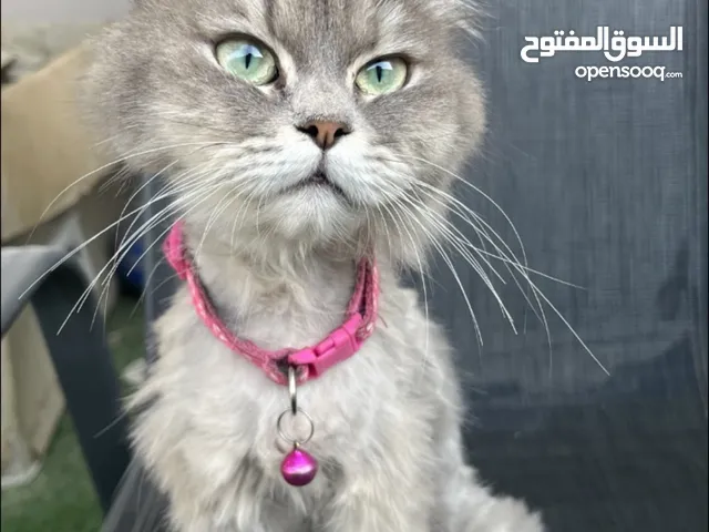 قطه للتبني