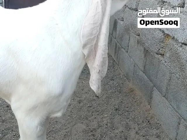 لبيع شاميه وبنجابيه