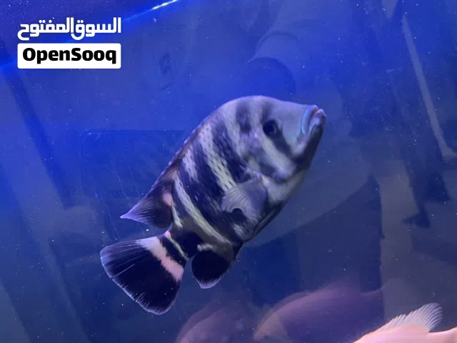 سمكة وحشية زيبرا تلابيا